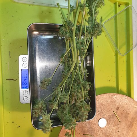 Florence Nightinggale growlog photo: Harvest