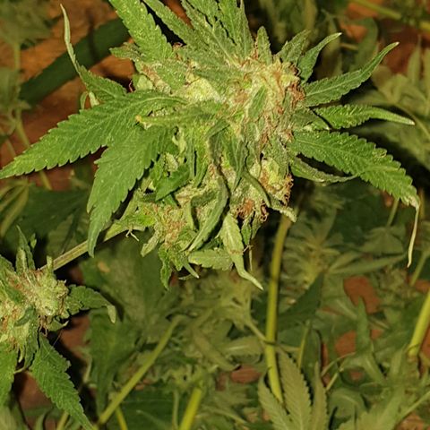 Florence Nightinggale growlog photo: Harvest