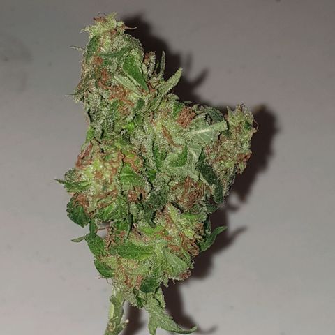 Florence Nightinggale growlog photo: Harvest
