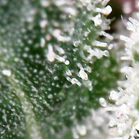Florence Nightinggale growlog photo: Harvest