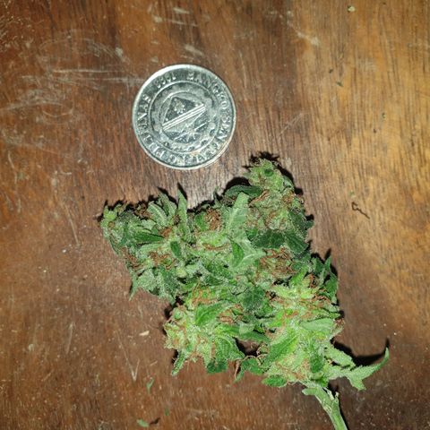 Florence Nightinggale growlog photo: Harvest
