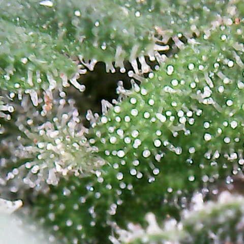 Florence Nightinggale growlog photo: Harvest