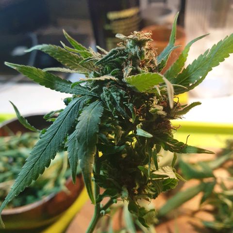 Florence Nightinggale growlog photo: Harvest