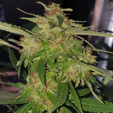 Florence Nightinggale growlog timeline photo