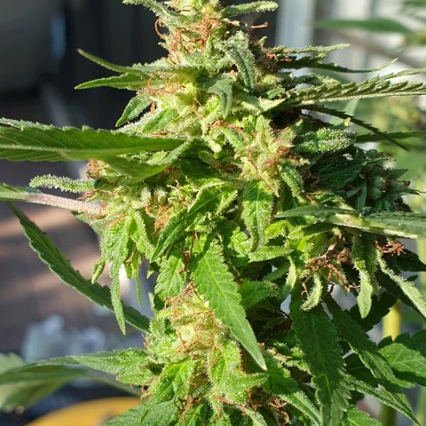 Florence Nightinggale growlog timeline photo