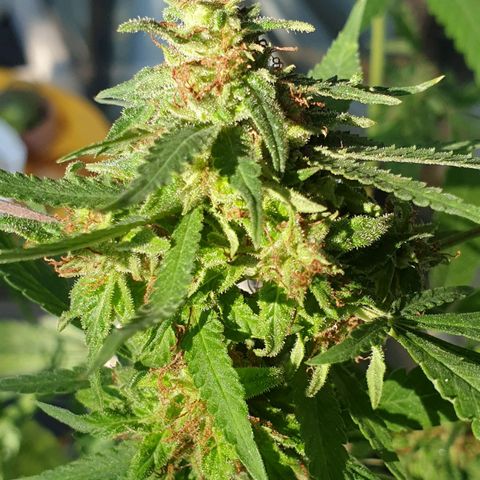 Florence Nightinggale growlog timeline photo