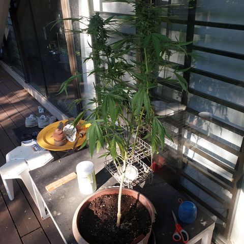 Florence Nightinggale growlog timeline photo