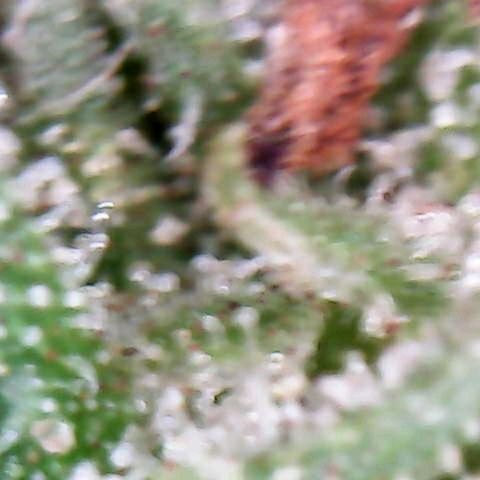 Florence Nightinggale growlog timeline photo