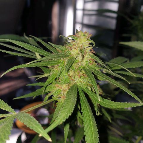 Florence Nightinggale growlog timeline photo