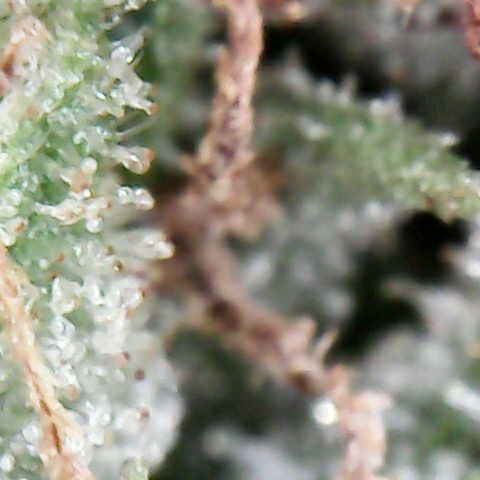 Florence Nightinggale growlog timeline photo