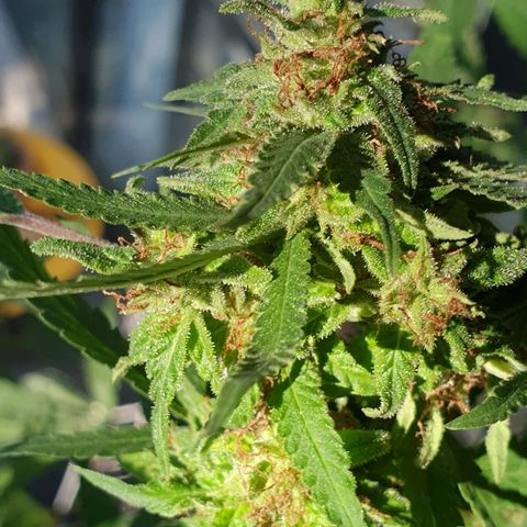 Florence Nightinggale growlog timeline photo