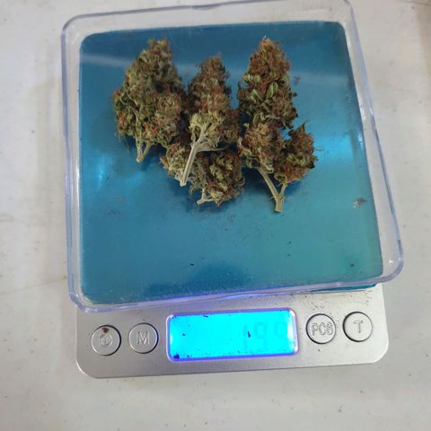 Florence Nightinggale growlog photo: Finish Curing First Sale 3200 pesos 2 grams