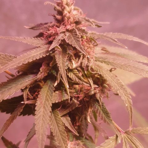Florence Nightinggale growlog photo: Finish Curing First Sale 3200 pesos 2 grams