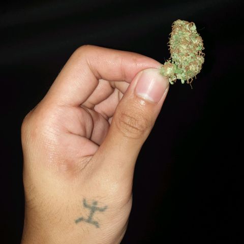 Florence Nightinggale growlog photo: Finish Curing First Sale 3200 pesos 2 grams