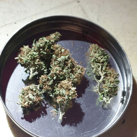 Florence Nightinggale growlog photo: Finish Curing First Sale 3200 pesos 2 grams