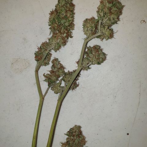 Florence Nightinggale growlog photo: Finish Curing First Sale 3200 pesos 2 grams