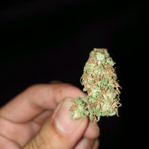 Florence Nightinggale growlog photo: Finish Curing First Sale 3200 pesos 2 grams