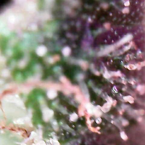 Florence Nightinggale growlog photo: Finish Curing First Sale 3200 pesos 2 grams