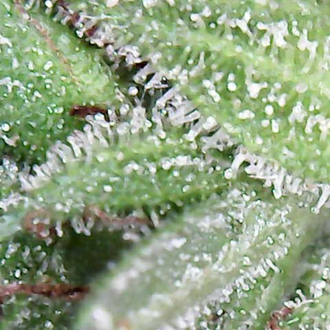 Florence Nightinggale growlog photo: Finish Curing First Sale 3200 pesos 2 grams