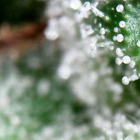 Florence Nightinggale growlog photo: Finish Curing First Sale 3200 pesos 2 grams