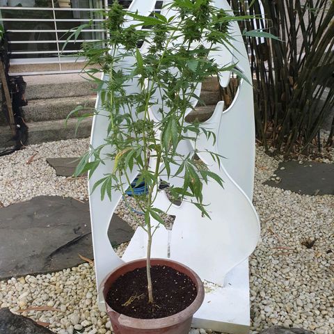 Florence Nightinggale growlog timeline photo