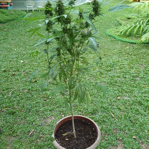Florence Nightinggale growlog timeline photo