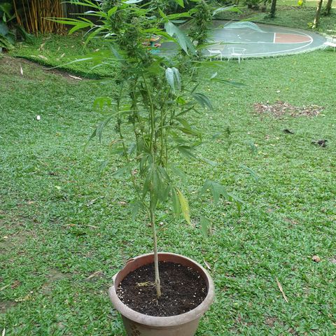Florence Nightinggale growlog timeline photo