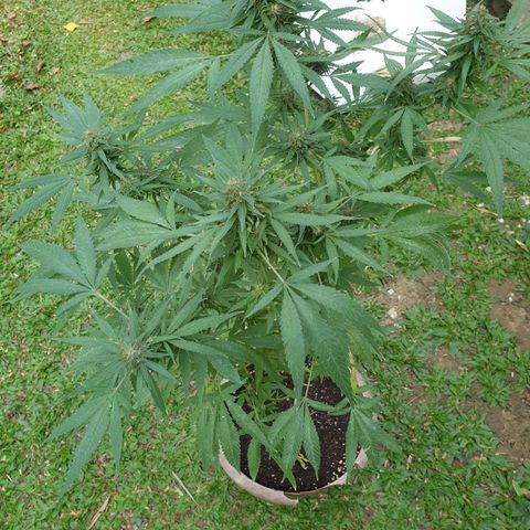 Florence Nightinggale growlog timeline photo