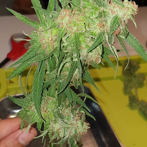 Florence Nightinggale growlog timeline photo