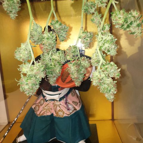 Florence Nightinggale growlog timeline photo