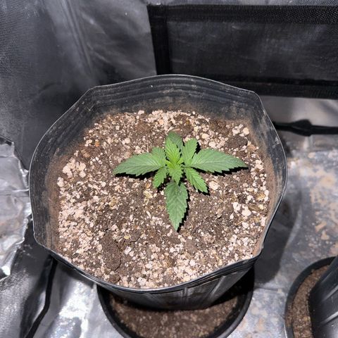 Ak74 growlog timeline photo