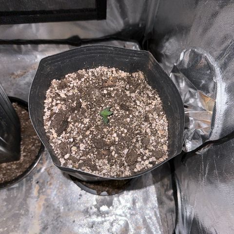 Moby Dick growlog timeline photo