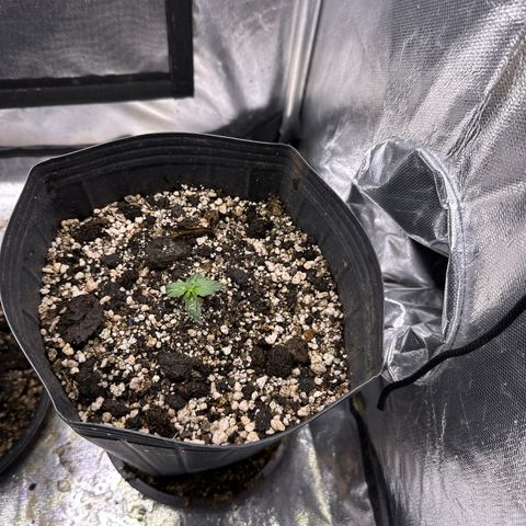 Moby Dick growlog timeline photo