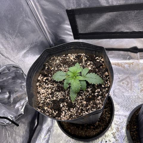 Ak74 growlog timeline photo