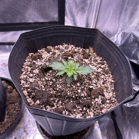 Moby Dick growlog timeline photo