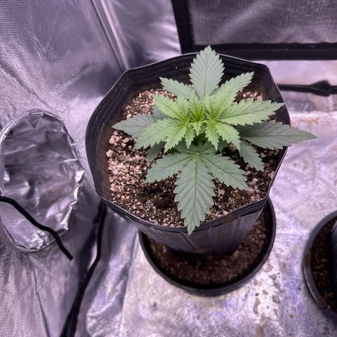 Ak74 growlog timeline photo
