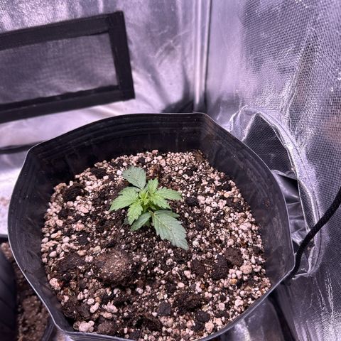 Moby Dick growlog timeline photo