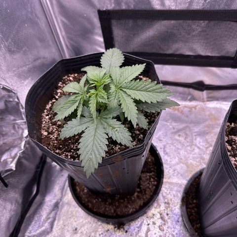 Ak74 growlog timeline photo