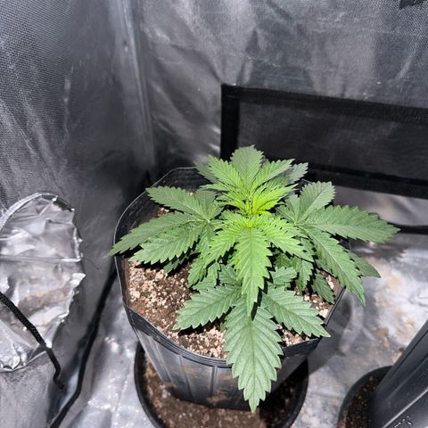 Ak74 growlog timeline photo