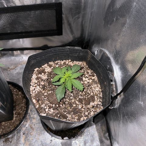 Moby Dick growlog timeline photo
