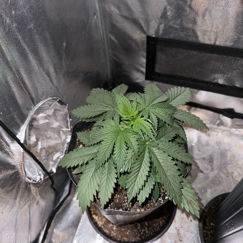 Ak74 growlog timeline photo