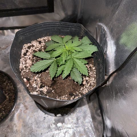 Moby Dick growlog timeline photo