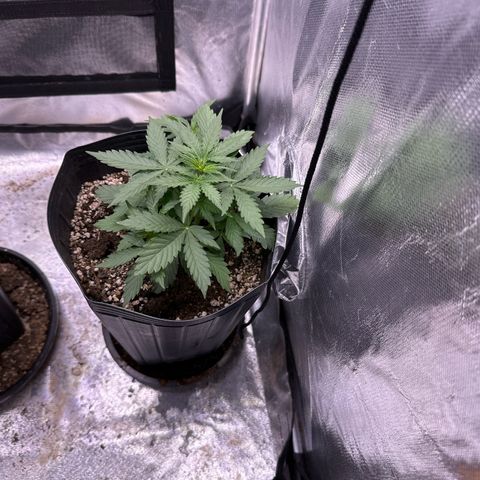 Moby Dick growlog timeline photo