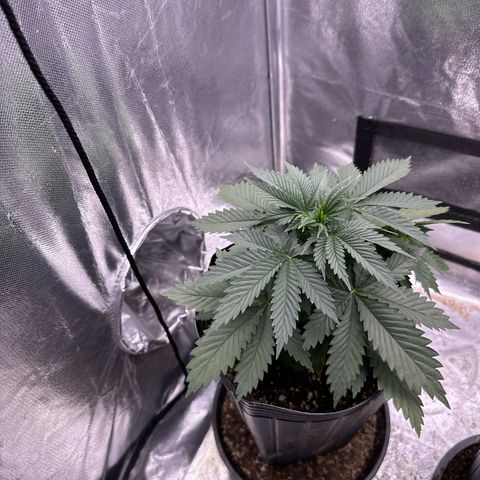 Ak74 growlog timeline photo