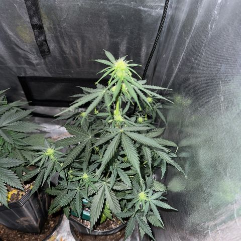 Moby Dick growlog timeline photo
