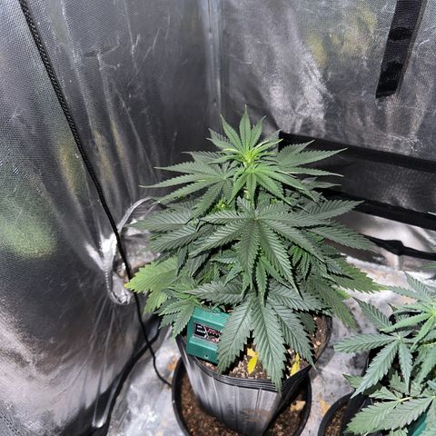 Ak74 growlog timeline photo