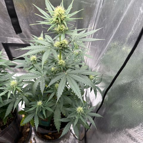 Moby Dick growlog timeline photo