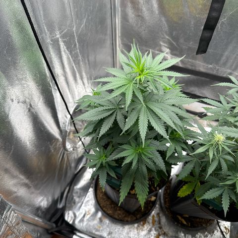 Ak74 growlog timeline photo
