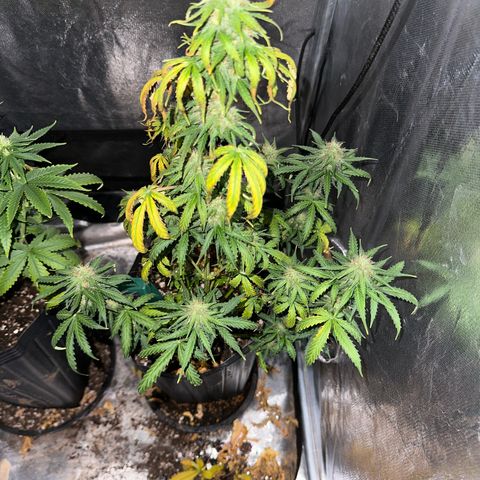 Moby Dick growlog timeline photo