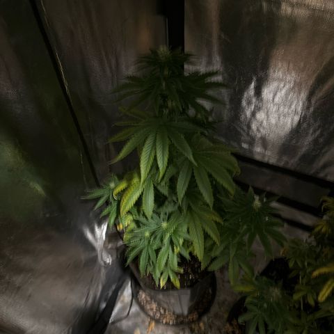 Ak74 growlog timeline photo